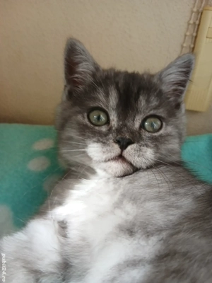 British&Scotish shorthair - imagine 2