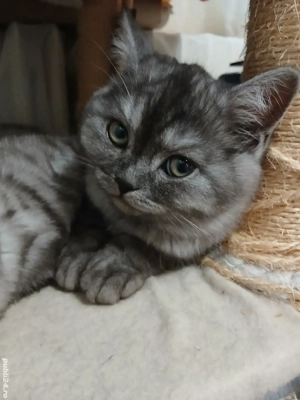 British&Scotish shorthair