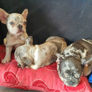 Bulldog Francez Merle  - imagine 5