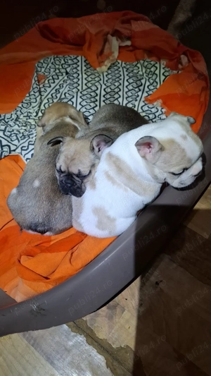 Vand pui buldog francez - imagine 2