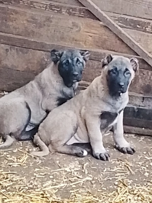 Două fetițe kangal în vârstă de 10 săptămâni  - imagine 2