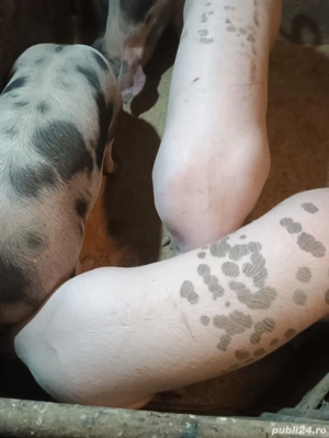 porci de vanzare - imagine 2