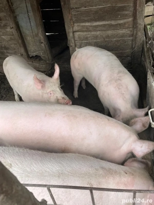 Vând porci de carne 130-150kg