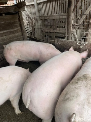 Vând porci de carne 130-150kg - imagine 2