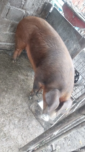 Vind porc gras - imagine 2