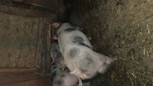 Vand  porci  intre  90 și 300 kg