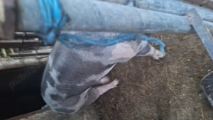 Porci de vanzare între 300 și 90 kg  - imagine 2