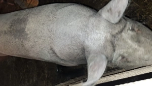 Porci de vanzare între 300 și 90 kg  - imagine 4