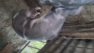 Porci de vanzare între 300 și 90 kg  - imagine 3