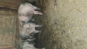 Porci de vanzare între 300 și 90 kg  - imagine 5