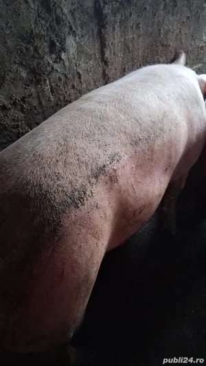 Porc de vanzare  - imagine 2
