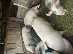 Vând porci îngrășați natural 15lei kg și purcei 8 săptămâni 400lei buc - imagine 2