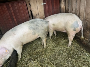 Vând porci îngrășați natural 15lei kg și purcei 8 săptămâni 400lei buc - imagine 3