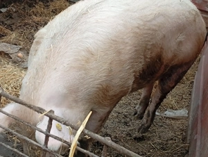 Porci pentru masa de Craciun