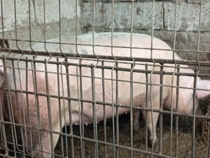 Porci pentru masa de Craciun - imagine 3