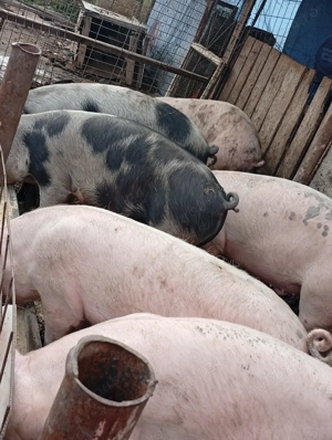 Porci pentru masa de Craciun - imagine 2