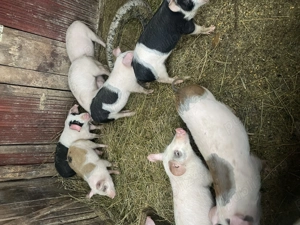 Vând porci îngrășați natural 15lei kg și purcei 8 săptămâni 400lei buc - imagine 5