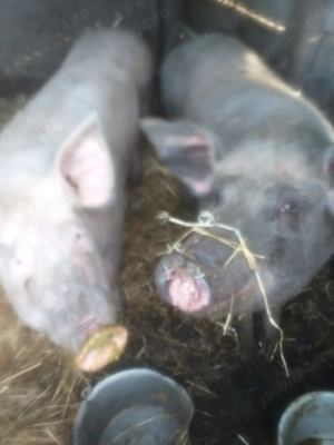 Porci de vanzare.... - imagine 2