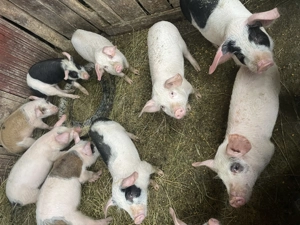 Vând porci îngrășați natural 15lei kg și purcei 8 săptămâni 400lei buc - imagine 7