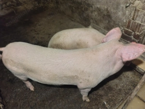 Vând porci între 90-180 kg