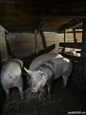 Porci de vanzare 