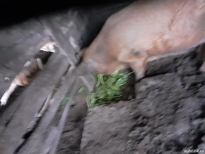 vind  purcea - imagine 4