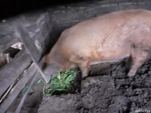 vind  purcea - imagine 5