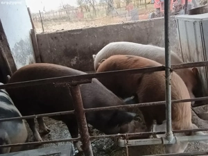 Porci grași  - imagine 2