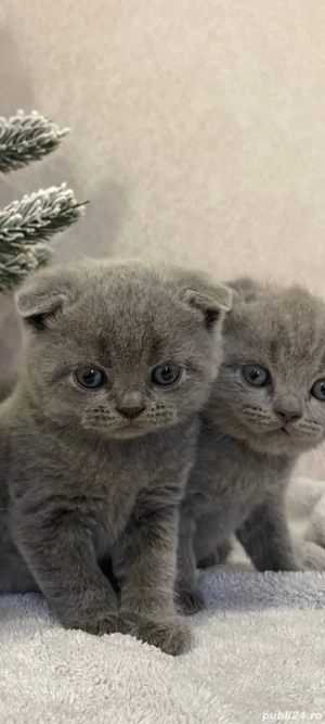 scottish fold blue!!
