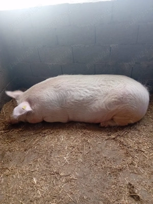 Vand porc 130-170 kg Tudor Vladimirescu