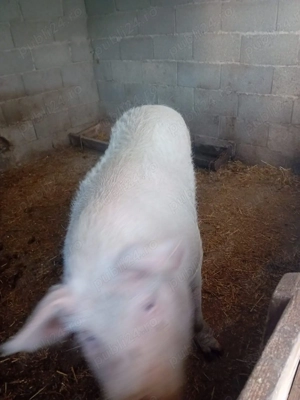 Vand porc 130-170 kg Tudor Vladimirescu - imagine 2