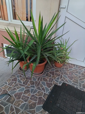 Flori deosebite  - imagine 2