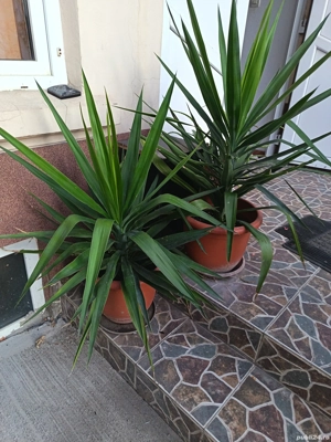 Flori deosebite  - imagine 4