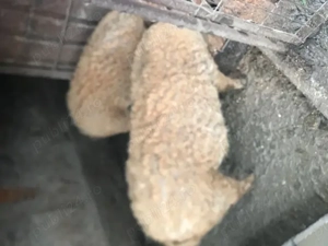 Vand purcea mangalita