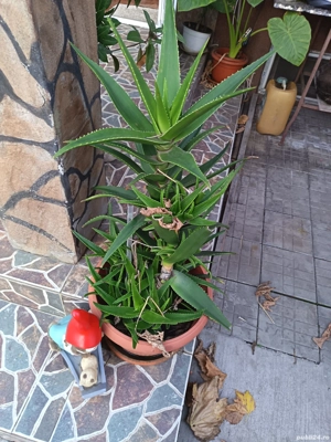 Flori deosebite  - imagine 5