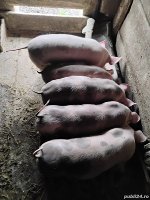 Purcei foarte frumoși 