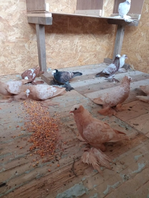 Porumbei ornament si voiajori 