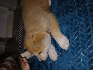 Cățeluși akita inu japonez - imagine 3