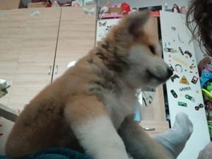 Cățeluși akita inu japonez - imagine 5