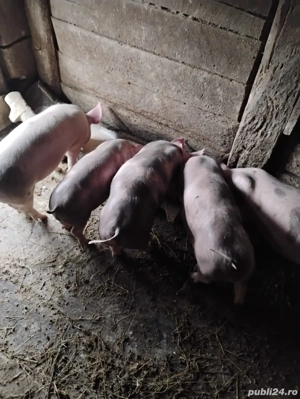 Purcei foarte frumoși  - imagine 2