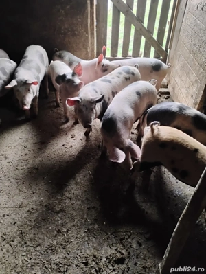 Purcei șoldani deparazitați castrați - imagine 2