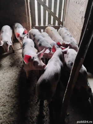 Purcei șoldani deparazitați castrați