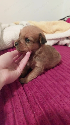 Spre adopție 9 cățeluși!