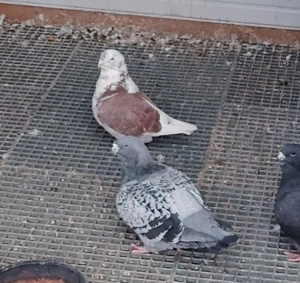 Porumbei voiajori standard 