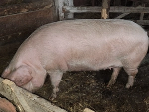 Porci de vânzare. 14lei kg