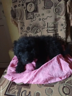 Vand catei rasa Pully Kitia  - imagine 2