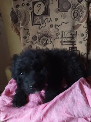 Vand catei rasa Pully Kitia  - imagine 3