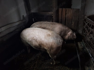 Porci de vânzare. 14lei kg - imagine 2