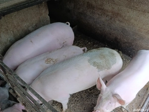 porci pentru craciun 