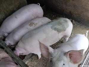 porci pietrain 100-130 kg - imagine 2